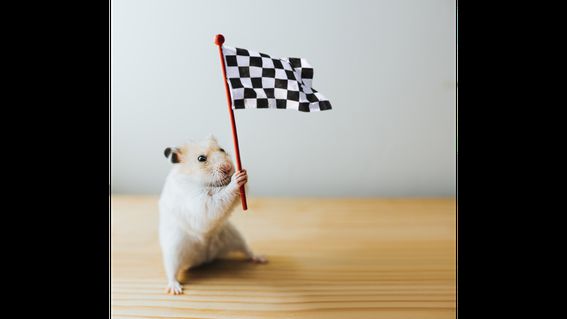 Move Over Shiba Inu: Crypto Community Flirts With Hamster Race Betting