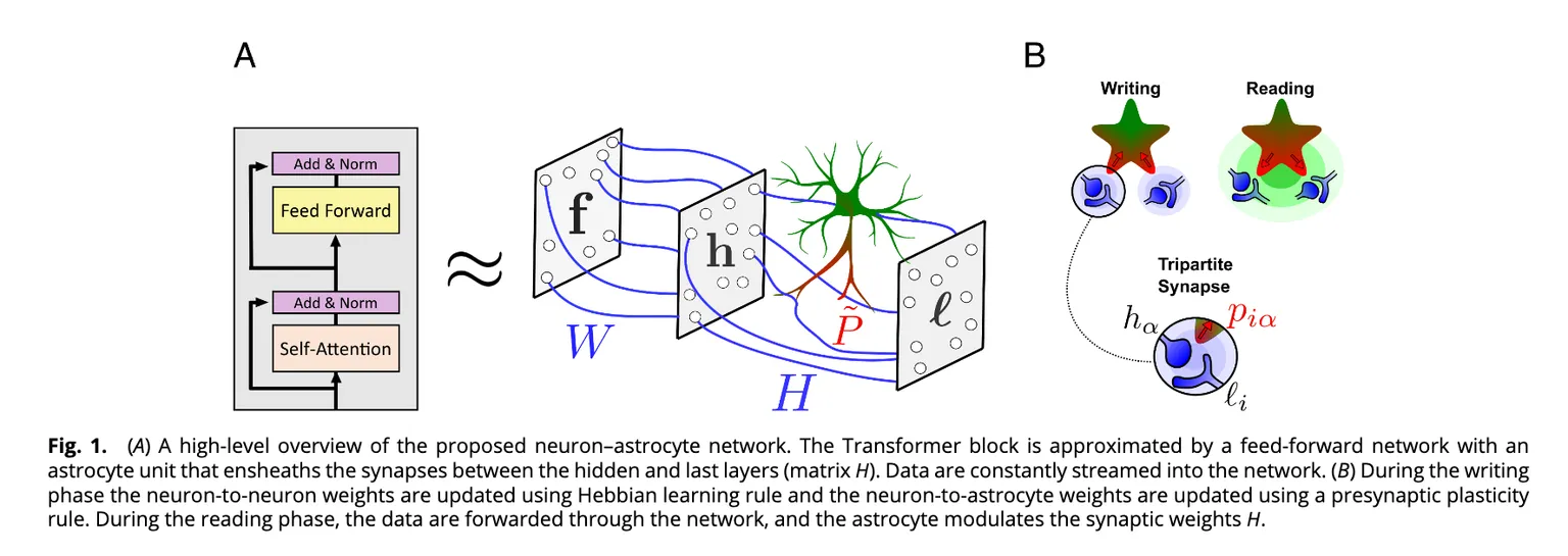 Scientists Uncover Biological Echoes in Powerful AI Transformer Models