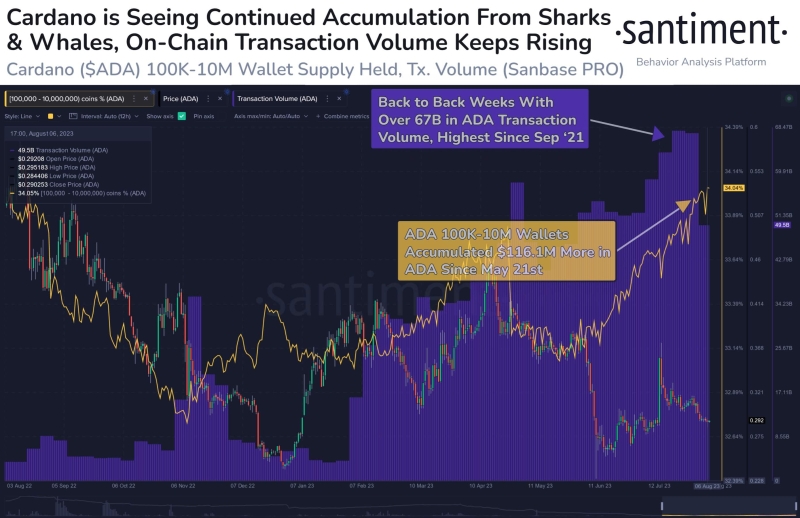 Cardano Whale Accumulation and Transaction Activity On the Rise