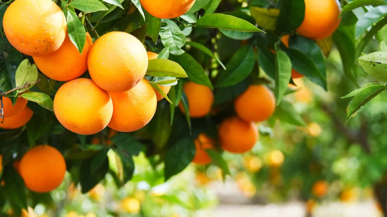 Binance Is Like a Grocery Store Selling Oranges and SEC Should Leave It Alone, Says Crypto Lobby Group